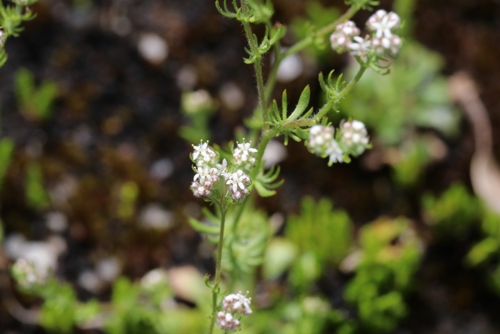 Eremosyne pectinata