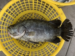 Lobotes surinamensis
