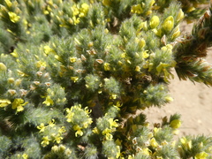 Aspalathus muraltioides