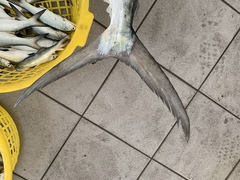 Scomberoides commersonnianus