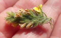 Aspalathus muraltioides