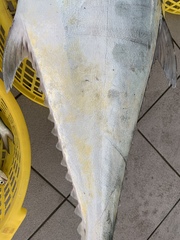 Scomberoides commersonnianus