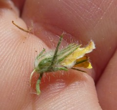 Aspalathus muraltioides