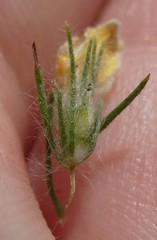 Aspalathus muraltioides