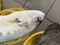 Scomberoides commersonnianus