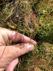 Serruria inconspicua