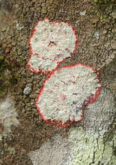 Herpothallon