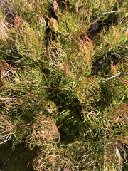 Serruria inconspicua