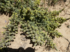 Aspalathus muraltioides