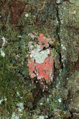 Herpothallon