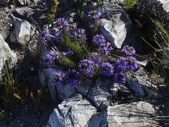 Merciera azurea