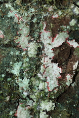 Herpothallon