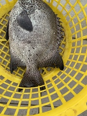 Oplegnathus punctatus