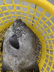 Oplegnathus punctatus