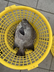 Oplegnathus punctatus