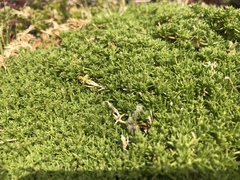 Scleranthus biflorus