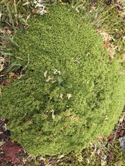 Scleranthus biflorus