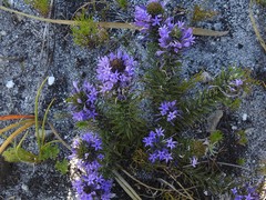 Merciera azurea