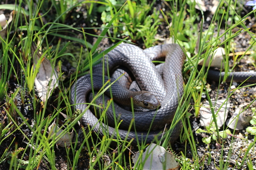 Dugite, Pseudonaja affinis