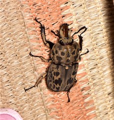 Ryssonotus nebulosus