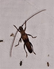 Scolecobrotus variegatus