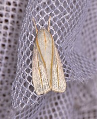 Cryptophasa flavolineata