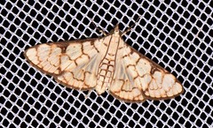 Aphytoceros lucusalis