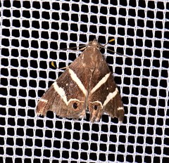 Grammodes pulcherrima