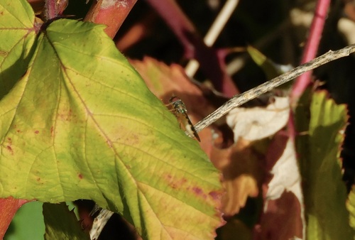Unknown species found near Washington County, OR, USA