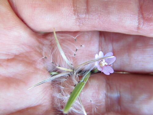 Epilobium parviflorum iNat (1)