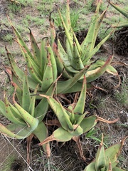 Aloe vryheidensis