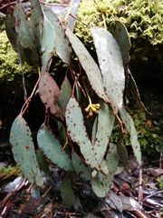 Eucalyptus nitida