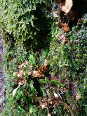 Notogrammitis billardierei