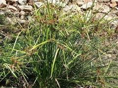 Cyperus vaginatus