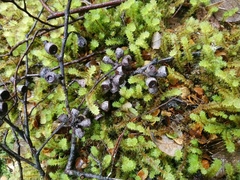 Eucalyptus nitida