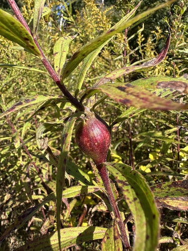Unknown species found near Bolton Rd, Vernon Rockville, CT, US