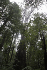 Eucalyptus nitida