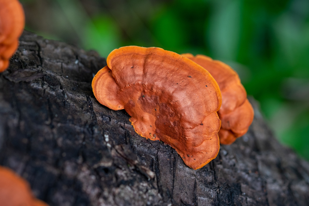 Trametes sanguinea · December 2019 · photo: © shawnodonnell (iNaturalist, cc0)