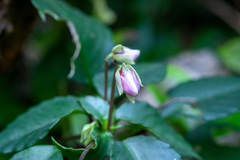 Impatiens bonii