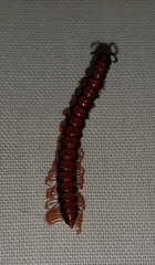 Helicorthomorpha holstii