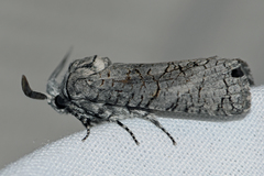 Culama australis