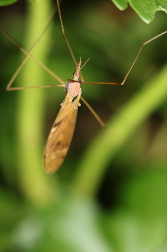 Unknown species found near North Stamford, Stamford, CT, USA