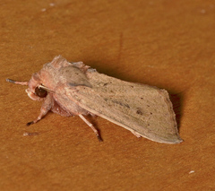 Cerastis punctosa