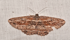 Scioglyptis chionomera