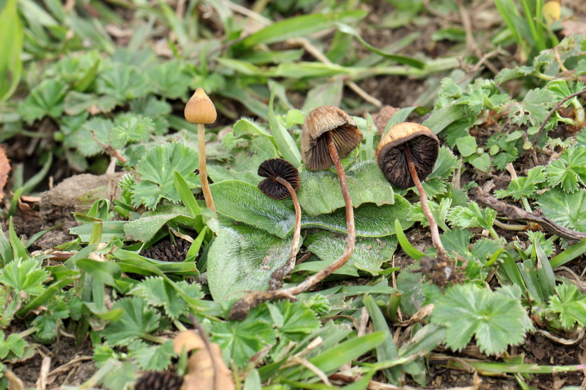 Psilocybe mexicana image