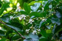Clematis loureiroana