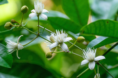 Clematis loureiroana