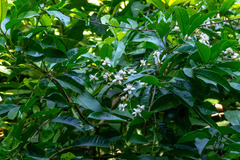 Clematis loureiroana