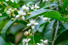 Clematis loureiroana
