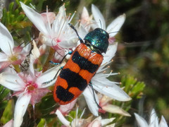 Castiarina crenata
